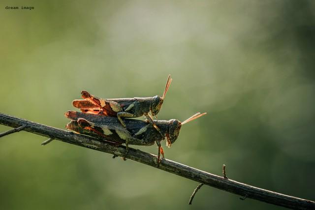 人正在张家界的深山里生吞蝗虫ky开元棋牌