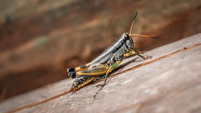 人正在张家界的深山里生吞蝗虫ky开元棋牌那个涂指甲油的女(图3)
