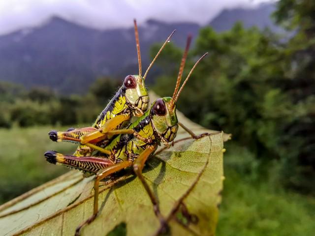 人正在张家界的深山里生吞蝗虫ky开元棋牌那个涂指甲油的女(图4)